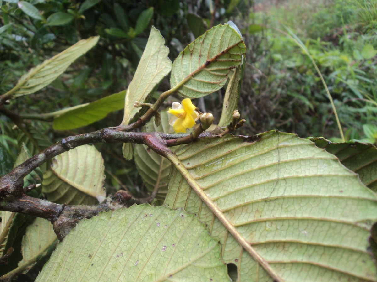 Schumacheria alnifolia Hook.f. & Thomson